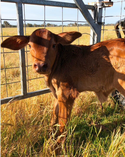 Classification All Thumbnail