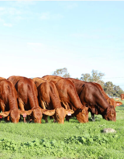 Classification Dam Thumbnail